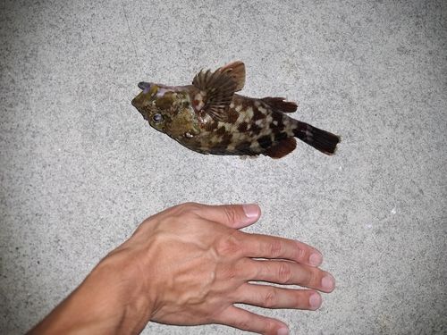 カサゴの釣果