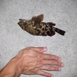 カサゴ