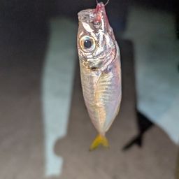 アジ