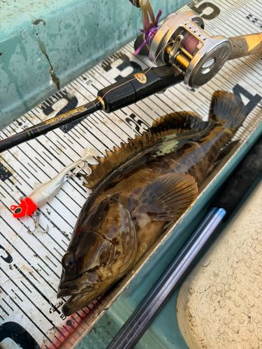 チャイロマルハタの釣果