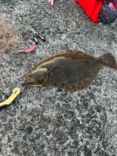 ヒラメの釣果