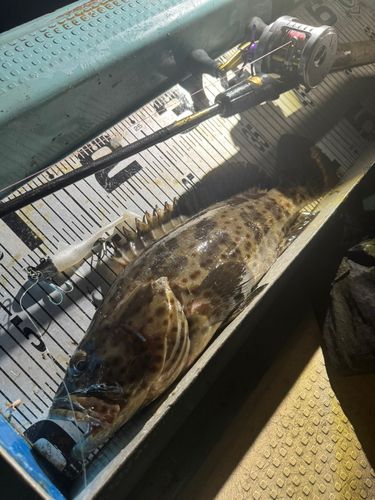 チャイロマルハタの釣果