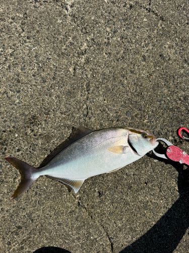 カンパチの釣果