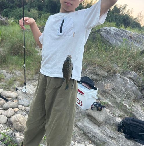 ブルーギルの釣果