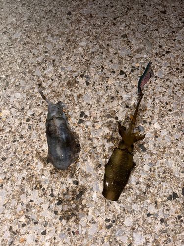 アオリイカの釣果