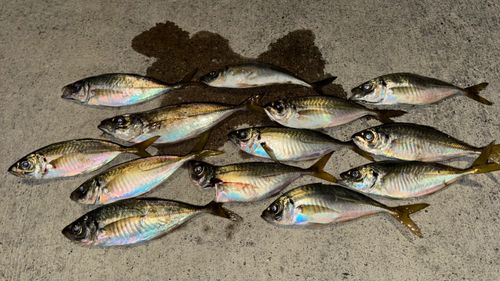 マアジの釣果