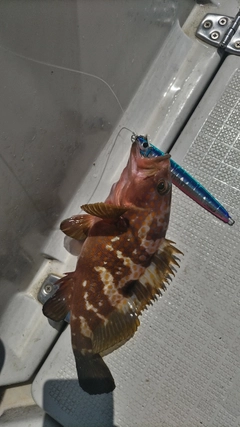 アコウの釣果