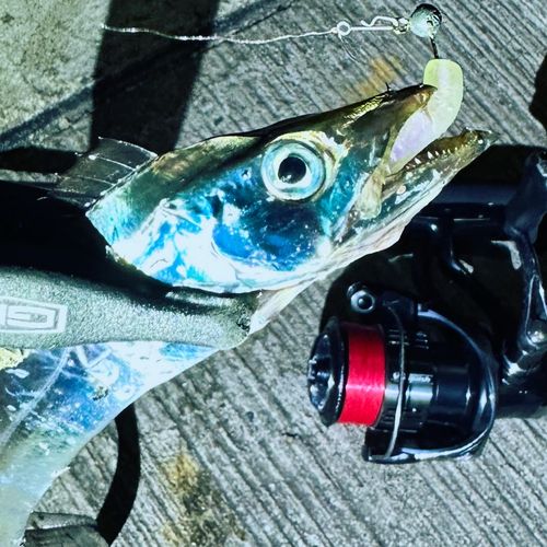 タチウオの釣果