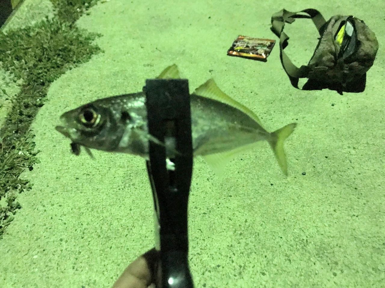 アジ