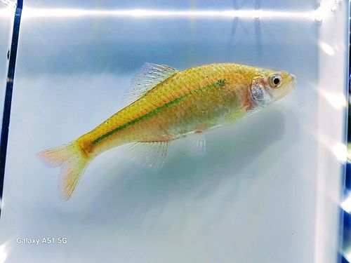 タモロコの釣果