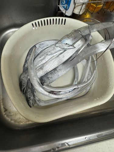釣果