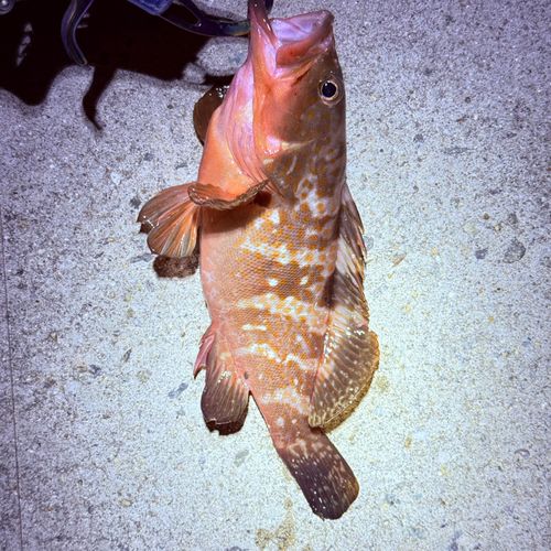 アコウの釣果