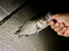 セイゴ（マルスズキ）の釣果