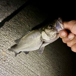 セイゴ（マルスズキ）