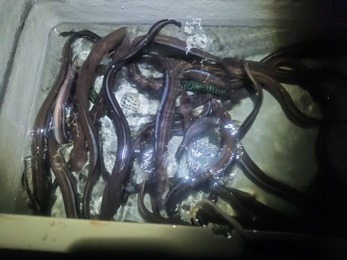 マアナゴの釣果