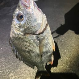 チヌ