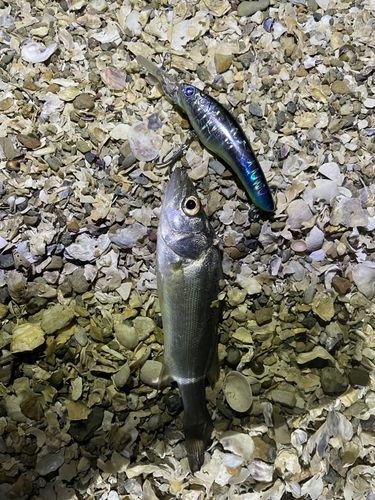 セイゴ（マルスズキ）の釣果