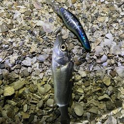 セイゴ（マルスズキ）