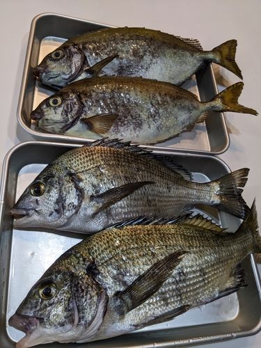 クロダイの釣果