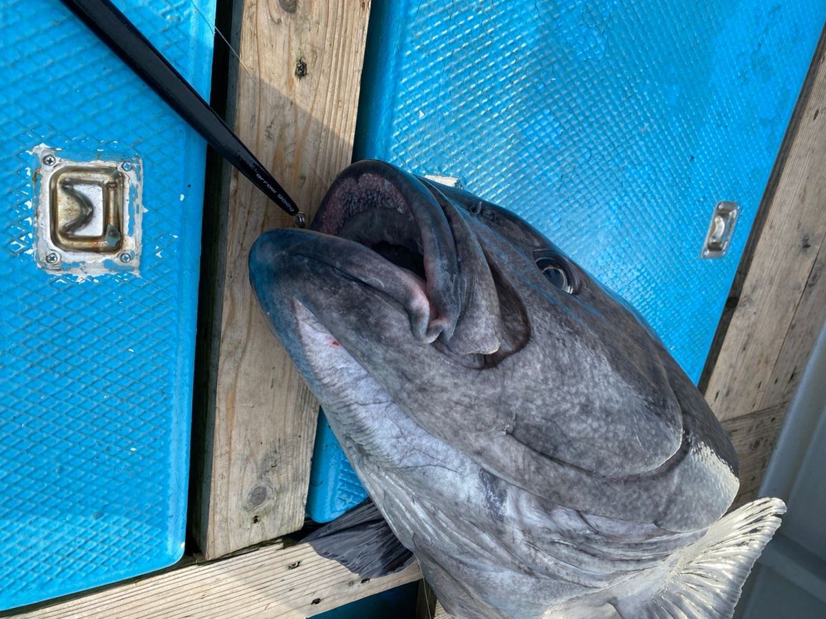 どかじゃさんの釣果 2枚目の画像