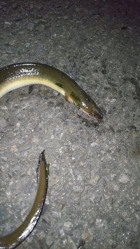 ウナギの釣果