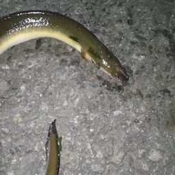 ウナギ