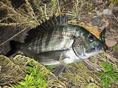 チヌの釣果