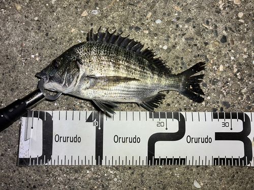 クロダイの釣果