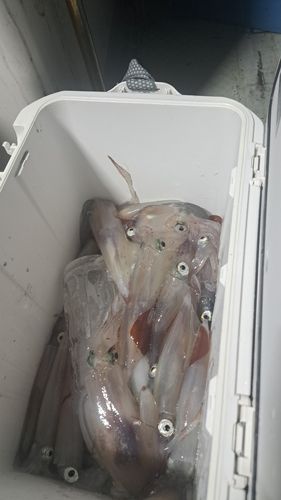 シロイカの釣果