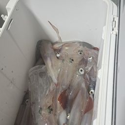 シロイカ