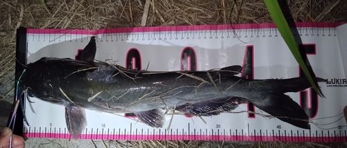 アメリカナマズの釣果