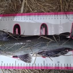 アメリカナマズ