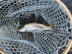 ニジマスの釣果