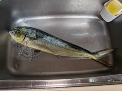 シイラの釣果