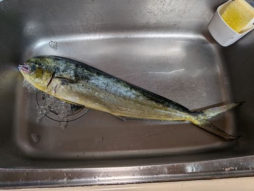 シイラの釣果