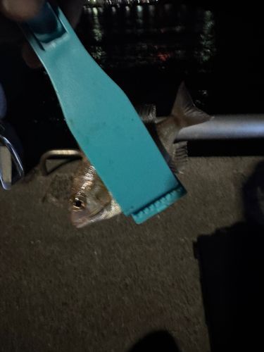 チャリコの釣果