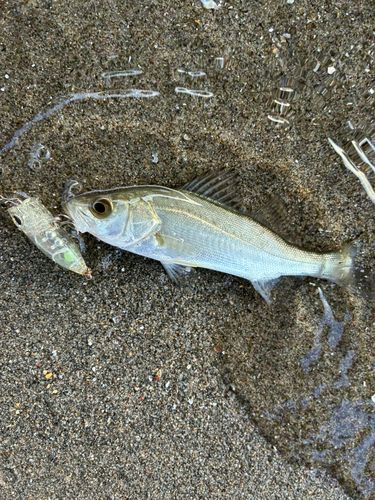 セイゴ（マルスズキ）の釣果