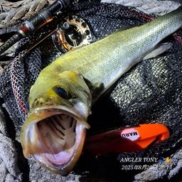 フッコ（タイリクスズキ）