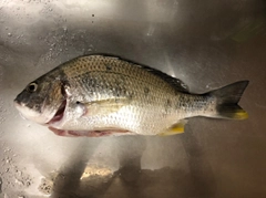 キビレの釣果