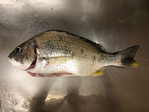 キビレの釣果