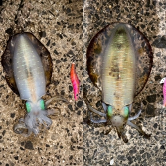 アオリイカの釣果