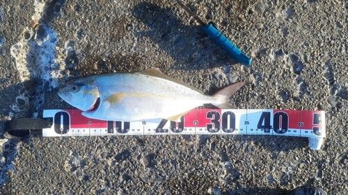 ショゴの釣果