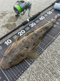 マゴチの釣果