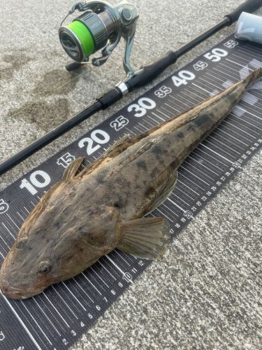 マゴチの釣果