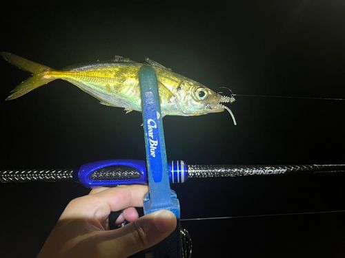 マアジの釣果