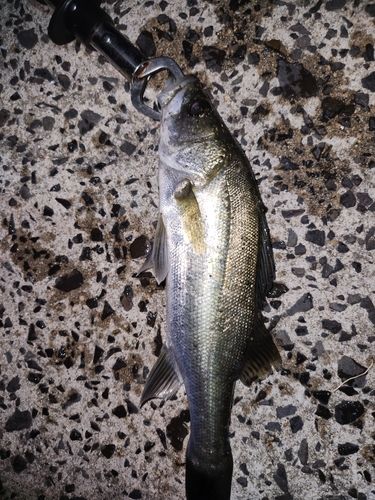 セイゴ（タイリクスズキ）の釣果