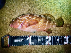 キジハタの釣果