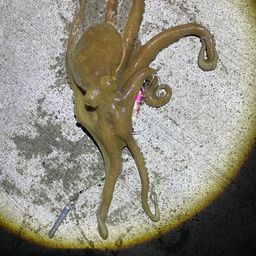 タコ