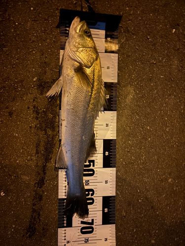 スズキの釣果