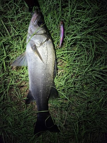 シーバスの釣果